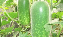 体育圈的瓜是什么意思 吃瓜每日大赛,揭秘“吃瓜每日大赛”背后的精彩故事